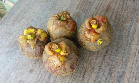 Mangostane – die neue Super-Frucht und warum du sie probieren solltest!