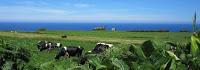 Azoren- Märcheninseln im Atlantik
