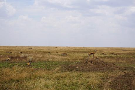 Das endlose Land – Ngorongoro Krater und Serengeti