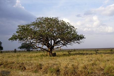 Das endlose Land – Ngorongoro Krater und Serengeti