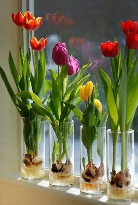 Tulpen im Glas