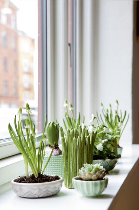 Blumen auf einer Fensterbank