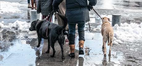 Kuriose Feiertage - 22. Februar - Gassi-Gehen-Tag – der amerikanische Walking the Dog Day - 4 (c) 2015 Sven Giese