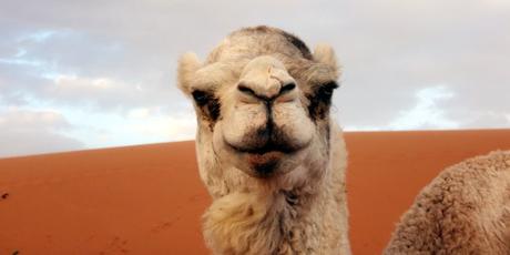 Marokko: Kamele im Erg Chebbi
