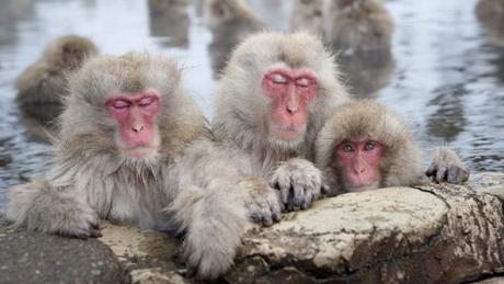 Japanischer Zoo tötet 57 Affen, weil sie „fremde“ Gene haben
