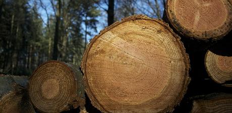 Liberia (Westafrika) – kein illegales Holz in die EU! (Petition)