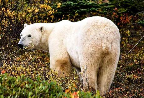 Kuriose Feiertage 27. Februar Welteisbärentag – International Polar Bear Day (c) 2016 Ole Helmhausen-2