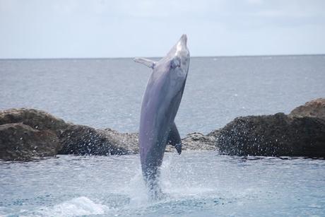 05_Delfin-rosa-Bauch-Sea-Aquarium-Curacao-Dolphin-Academy-Karibik