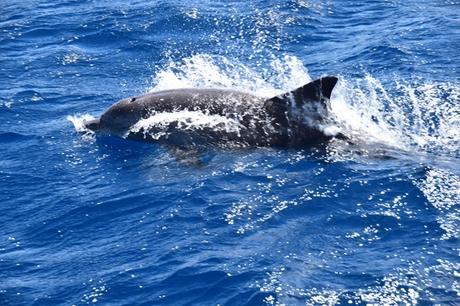 15_Delfin-beim-Islandhopping-Seychellen-Indischer-Ozean