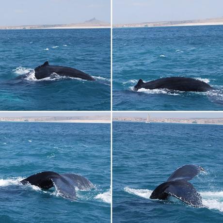 09_Buckelwal-Whalewatching-Boa-Vista-Kap-Verden-Atlantik