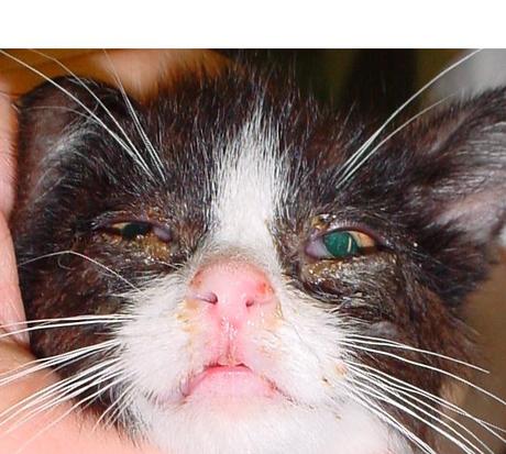 6 Gründe warum deine Katze oft niest – harmloser Grund oder doch ernsthafte Erkrankung?