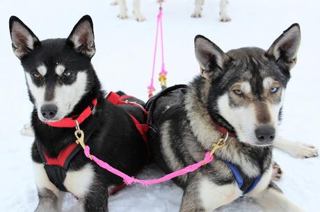 Lappland: Abenteuer im Schnee Lappland: Abenteuer im Schnee
