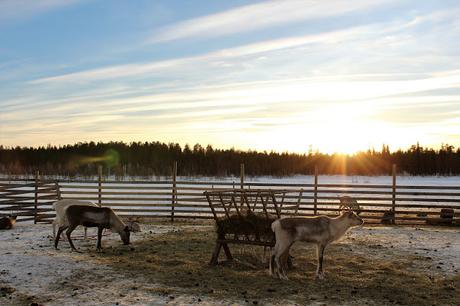 Lappland: Abenteuer im Schnee Lappland: Abenteuer im Schnee