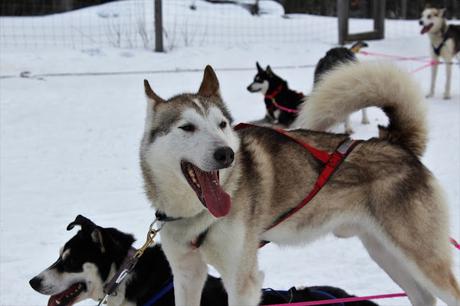 Lappland: Abenteuer im Schnee Lappland: Abenteuer im Schnee