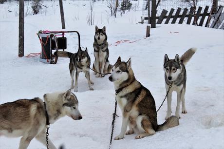 Lappland: Abenteuer im Schnee Lappland: Abenteuer im Schnee