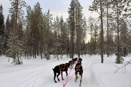 Lappland: Abenteuer im Schnee Lappland: Abenteuer im Schnee