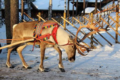 Lappland: Abenteuer im Schnee Lappland: Abenteuer im Schnee