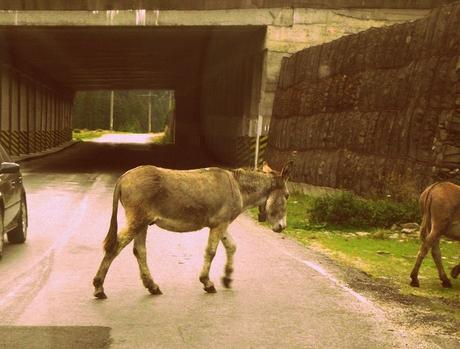 Rumänien: Transfăgărăşan - die schönste Straße der Welt Rumänien: Transfăgărăşan - die schönste Straße der Welt