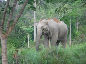 Red Bull ganz klein – Elefanten Safari im Kuiburi Nationalpark