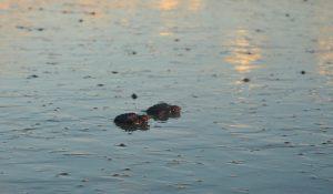 Neugeborene Meeresschildkröten an der Playa el Coco