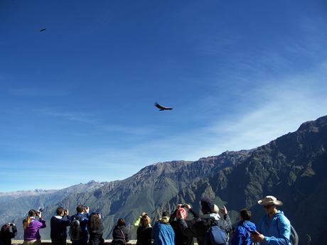Flieg, Kondor, flieg – Durch das Colca-Tal zum Cruz del Condor