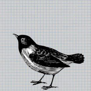 Die Briten zeichnen Vögel: 30 kuriose Feiertage im April (Part 2)