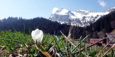 goldiger Alp-Frühling