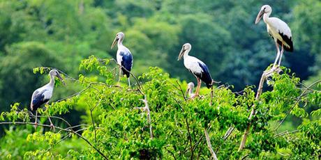 Reisetipps für Ninh Binh: Thung Nham Vogelpark