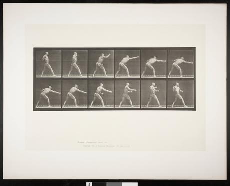 Boxen in der Kunst: Animal Locomotion, Tafel 344 von Eadweard Muybridge