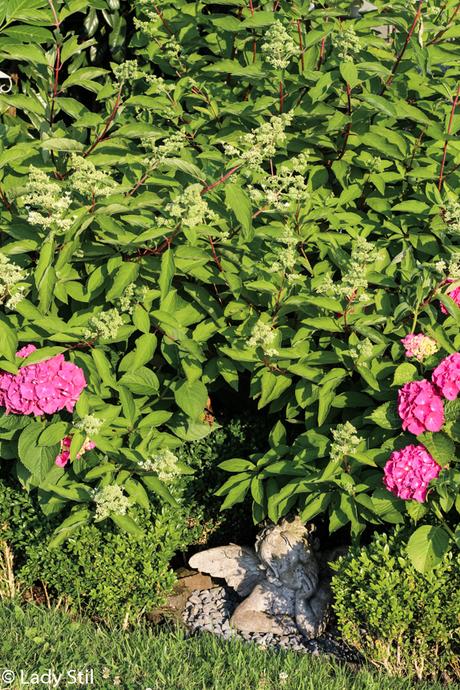 Bauernhortensien, Rispenhortensien, ein ideales Geschenk zum Muttertag, Gartengestaltung im Schattenbereich mit Hortensien,Hortensienliebe forever & ever, blühendes Schattenbeet,