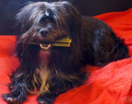 Marli’s Keksdose – der Online Shop für Hundebedarf und Hundekekse im Test