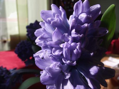Foto: Hyazinthenblüten in Blau