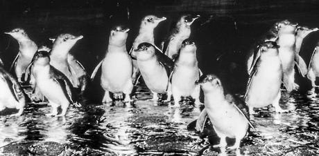 Kuriose Feiertage 25. April - Welt-Pinguin-Tag - der World Penguin Day (c) 2016 Sven Giese-11