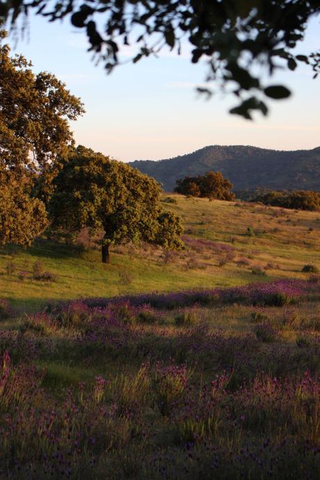Lavendel in der Sierra de Aracena