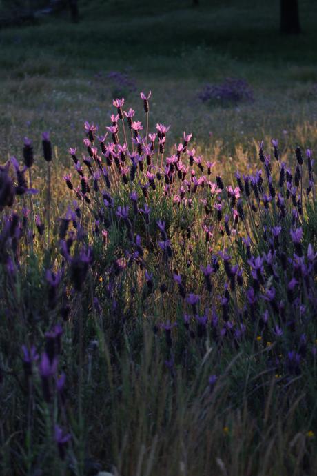 Lavendel in der Sierra de Aracena
