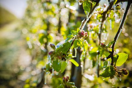 Eispanzer zum Schutz der empfindlichen Apfelblüten im Alten Land bei Kälteeinbruch