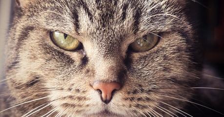 Die 10 schlimmsten Fehler bei der Katzenerziehung – und wie du es besser machen kannst