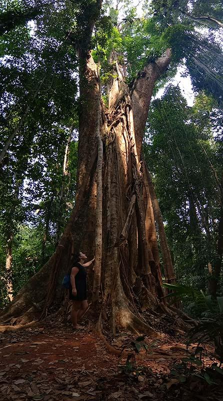 Mammutbäume-koh-kood-baum-dschungel-insel-thailand
