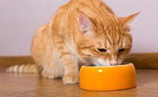 Was dürfen Katzen nicht fressen? – Für Katzen giftige und unbekömmliche Lebensmittel