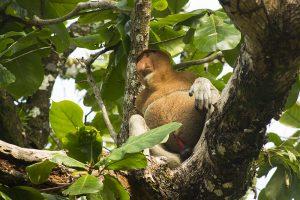 Sepilok: Borneos faszinierende Dschungelkinder ganz nah erleben