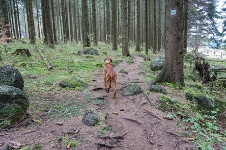 Der Westerwald-Steig mit Hund – Etappe 2