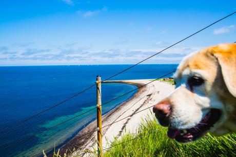 Helgoland- ein Familienausflug mit Hund