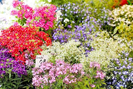 Blumengrüße vom Viktualienmarkt Blumengrüße vom Viktualienmarkt