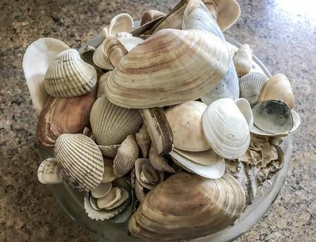 Kuriose Feiertage - 21. Juni - Muschel-Tag - National Seashell Day USA 2017 Dietmar Giese-2
