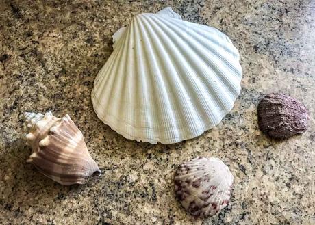 Kuriose Feiertage - 21. Juni - Muschel-Tag - National Seashell Day USA 2017 Dietmar Giese-3