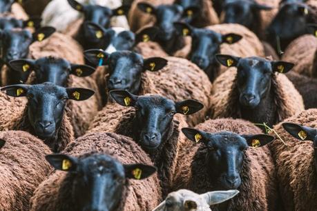 Bild der Woche: Neugierige Schafherde
