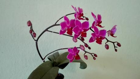 Foto: Phalaenopsis-Rispe
