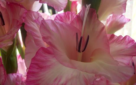 Foto: sommerliche Gladiolenblüten