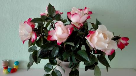 Foto: Rotweiße Rosen
