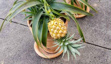  Kuriose Feiertage - 27. Juni - Internationaler Tag der Ananas – International Pineapple Day 2017 Sven Giese-2